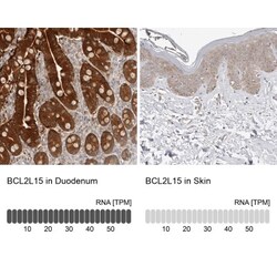 BCL2L15 Antibody, Novus Biologicals 25 &mu;L | Buy Online | Novus Biologicals | Fisher Scientific